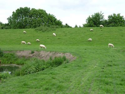 sheeps at the dike